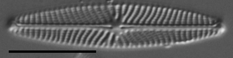 Navicula eileeniae LM3