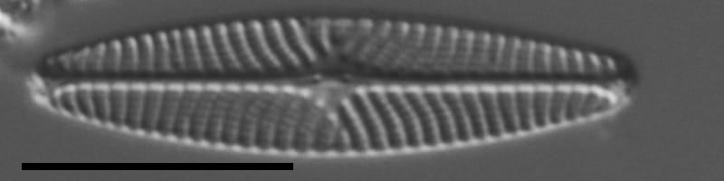 Navicula eileeniae LM7