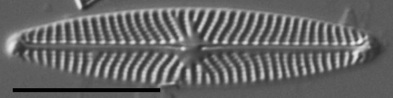 Navicula eileeniae LM2