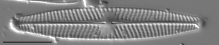 Navicula angusta LM7