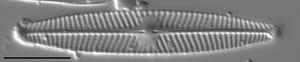 Navicula angusta LM7