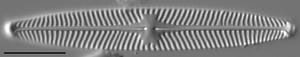 Navicula angusta LM6