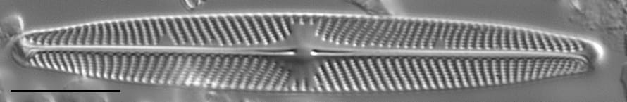 Navicula angusta LM5