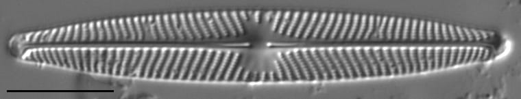 Navicula angusta LM4