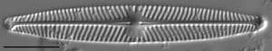Navicula angusta LM4