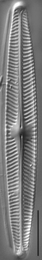 Navicula angusta LM3