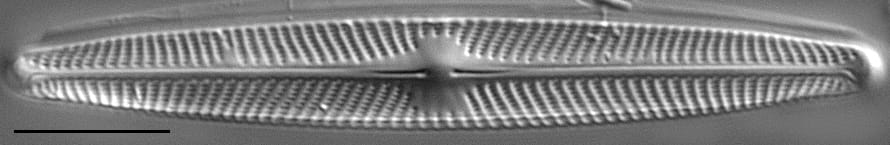 Navicula angusta LM3