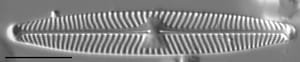 Navicula angusta LM2