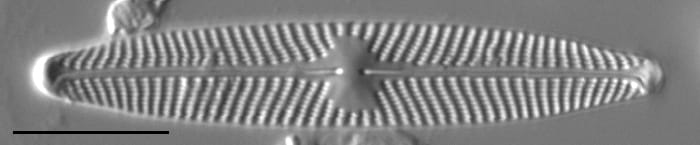 Navicula angusta LM1