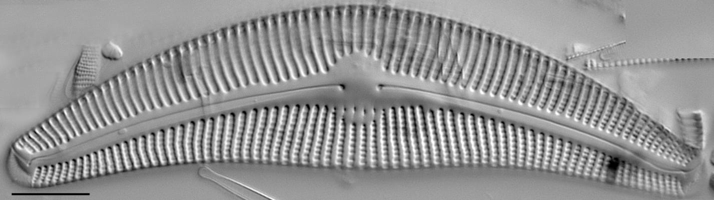 Cymbella proxima LM6