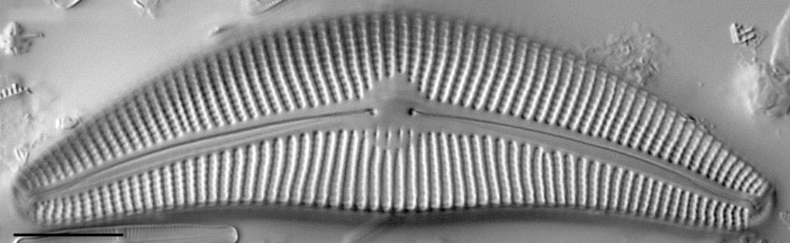 Cymbella proxima LM4