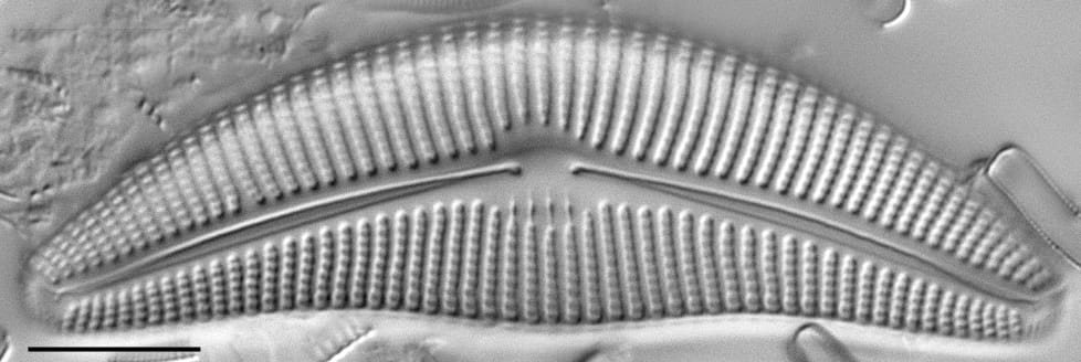 Cymbella proxima LM3