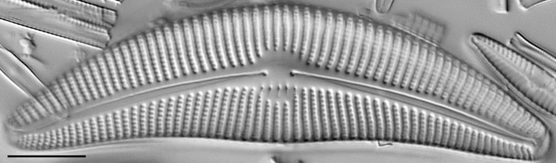 Cymbella proxima LM2