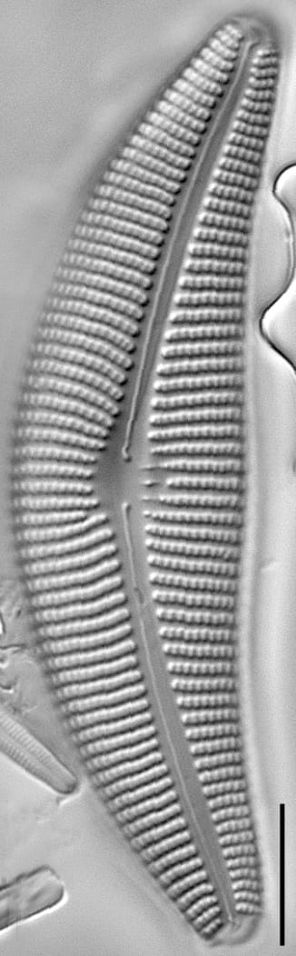 Cymbella proxima LM1