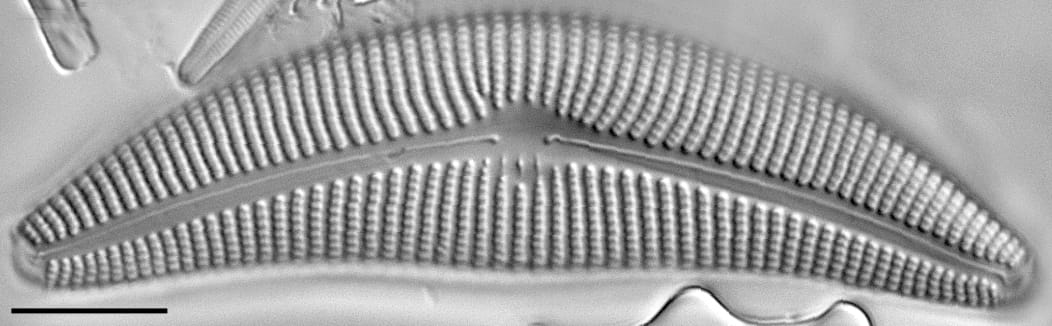 Cymbella proxima LM1