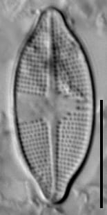 Psammothidium harveyi LM5