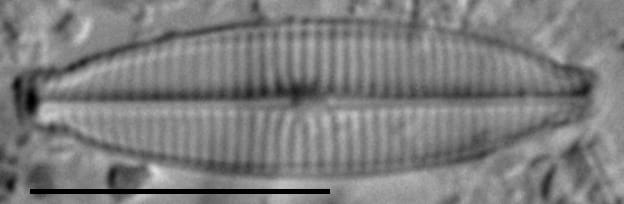 Craticula accomoda LM7