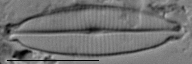 Craticula accomoda LM6