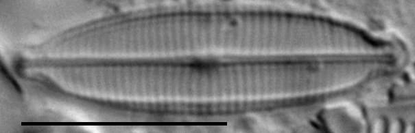 Craticula accomoda LM5