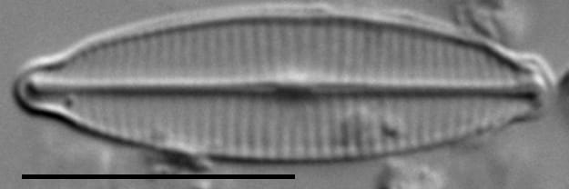 Craticula accomoda LM4