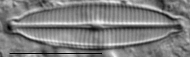 Craticula accomoda LM3