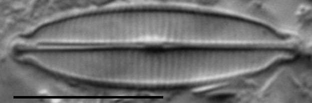 Craticula accomoda LM2