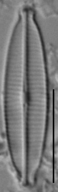 Craticula accomoda LM1