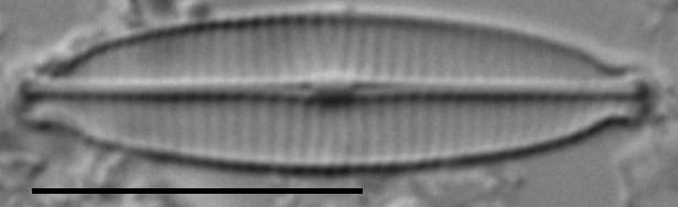 Craticula accomoda LM1