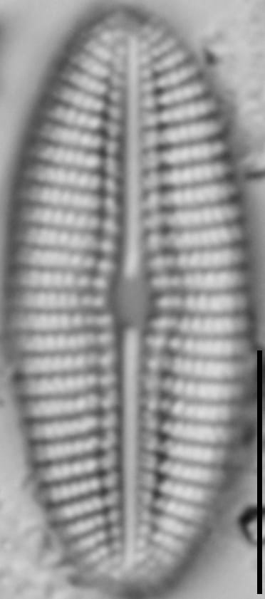 Diploneis calcicolafrequens LM3