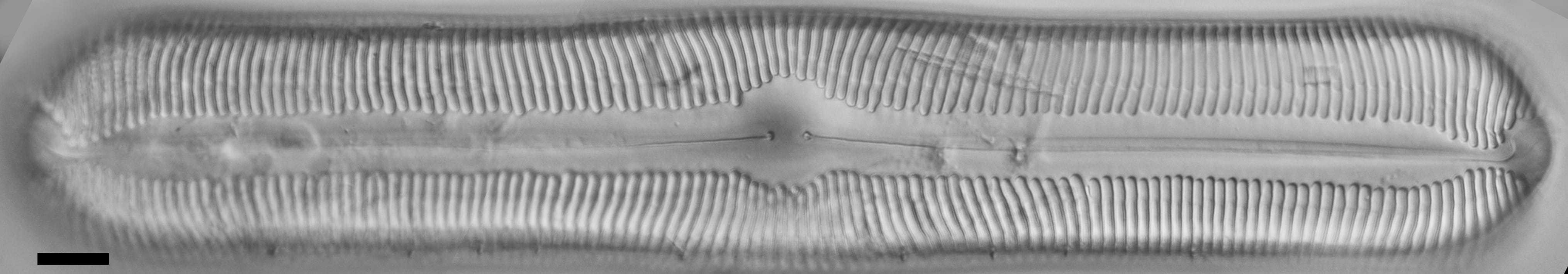 Pinnularia alabamae LM6