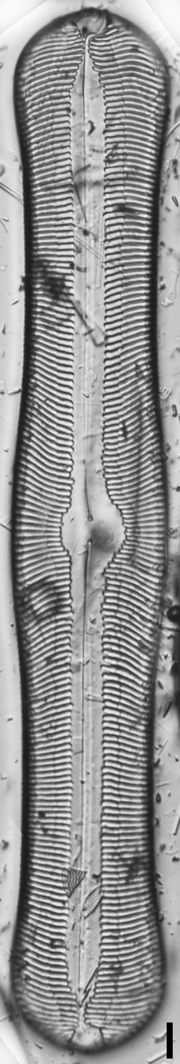 Pinnularia alabamae LM7