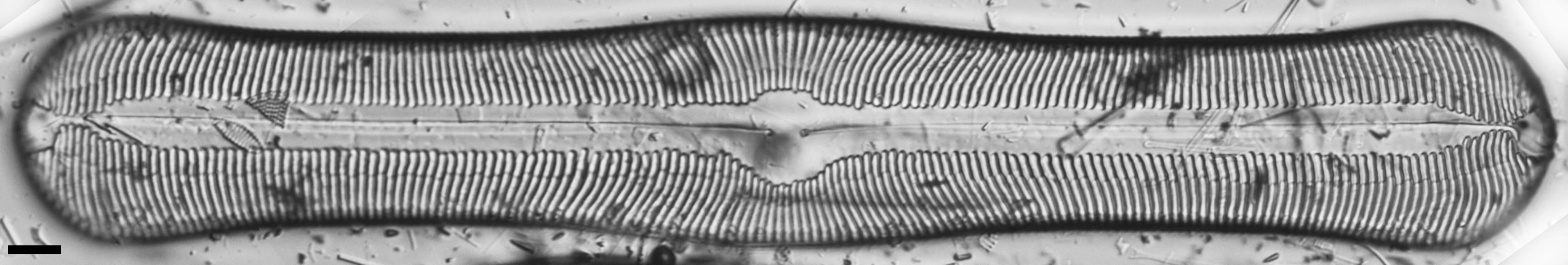 Pinnularia alabamae LM7