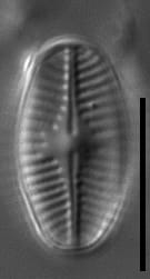 Platessa strelnikovae LM2