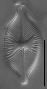 Skabitschewskia peragalloi LM2