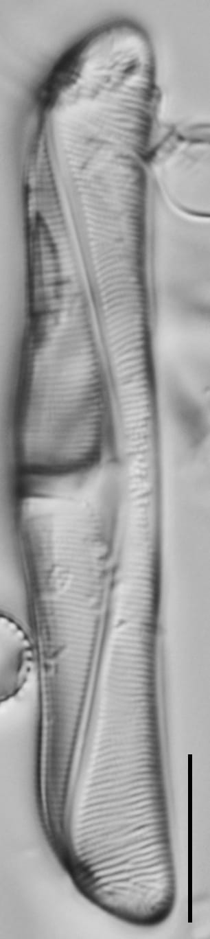 Amphora delphinea minor LM7