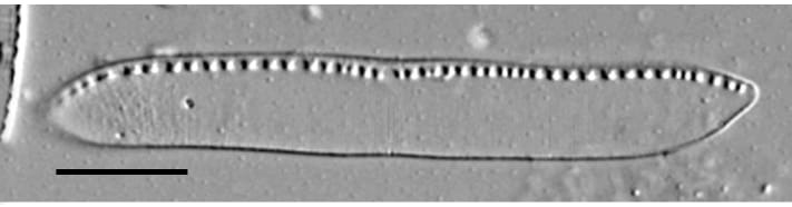 Nitzschia kurzeana LM5