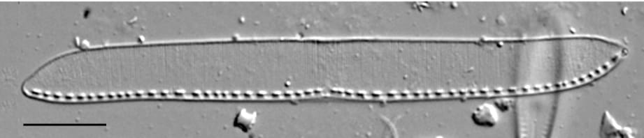 Nitzschia kurzeana LM4