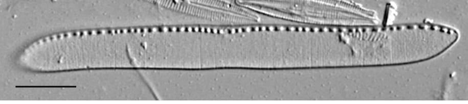 Nitzschia kurzeana LM3