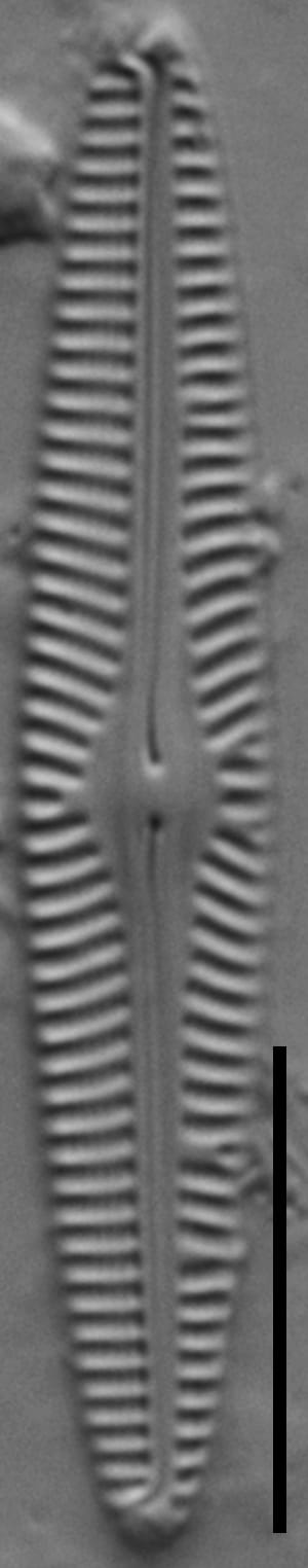 Nav Microdigitorad Gc64400 23