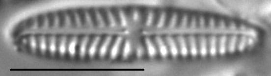Navicula cincta LM2