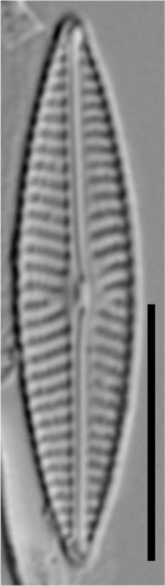 Navicula cryptotenella LM2