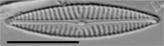 Navicula cryptotenella LM2