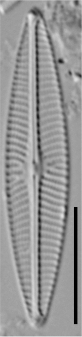 Navicula cryptotenella LM3