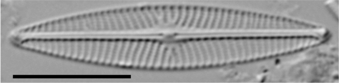 Navicula cryptotenella LM3