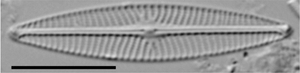 Navicula cryptotenella LM3
