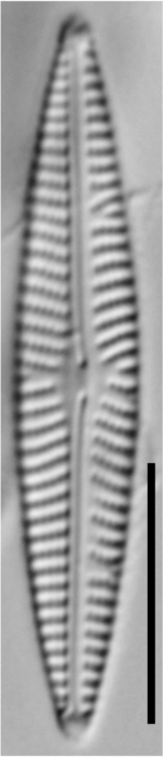 Navicula cryptotenella LM4