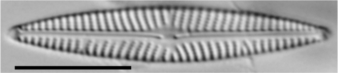 Navicula cryptotenella LM4