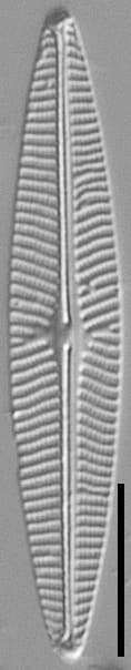 Navicula cryptotenella LM5