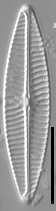 Navicula cryptotenella LM6