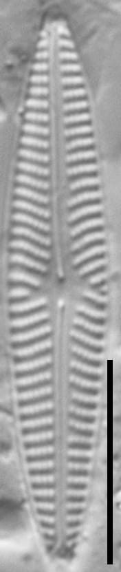 Navicula cryptotenella LM7
